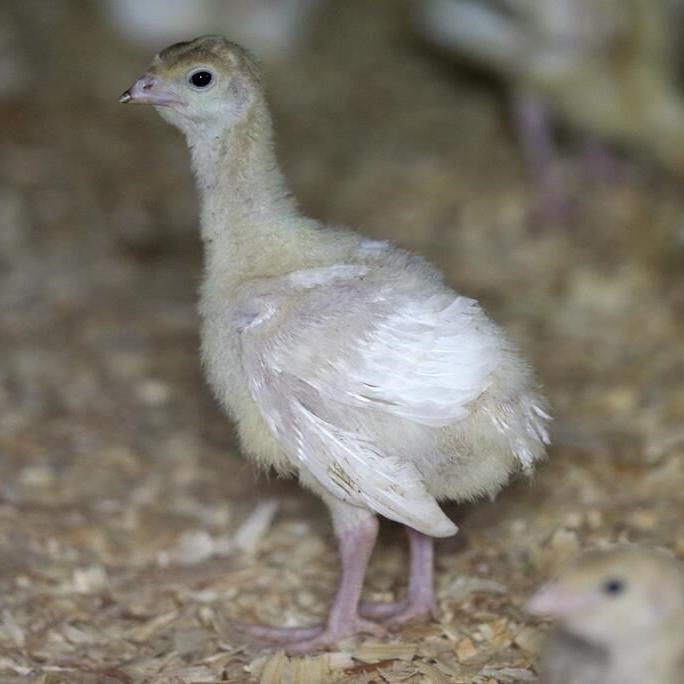 Deadly bird flu reappears in US commercial poultry flocks in Utah and South Dakota